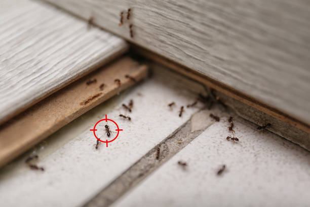 Best Wildlife Control Services  in Moriarty, NM