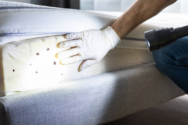 Best Residential Pest Control  in Moriarty, NM