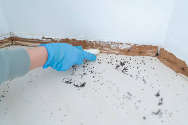 Best Bed Bug Extermination  in Moriarty, NM
